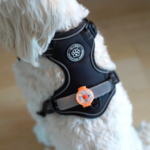 Ollipet LED Light in the dark | Genopladelig